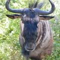 Blue Wildebeest